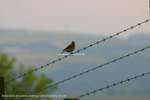 Bird On A Wire