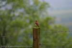 Bird Pole
