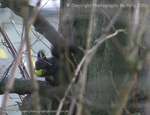 Black Squirrel Eating