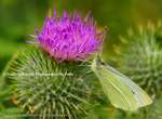 Butter Thistle