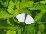 Cabbage Nettle