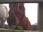 Chestnut Pony