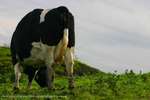 Contorting Cow