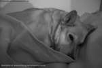 Cosy Pup