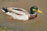 Damp Duck