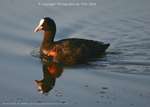 Dawn Moorhen