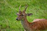 Deer Contemplation