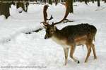 Deer Trot