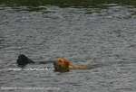 Doggy Paddle