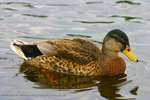 Ducky 2