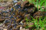 Dung Flies