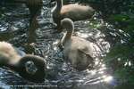 Evening Swim