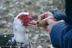 Feeding Friends