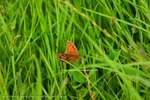 Flutterbye In Grass