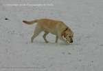 Golden Labrador