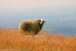 Golden Sheep 2