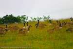 Goose Grass