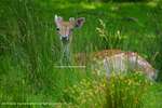 Grace In Grass