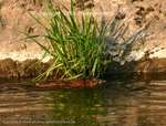 Grass Cover