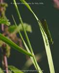 Green Mayfly