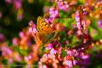 Heather Moth