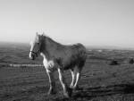 Horse Standing