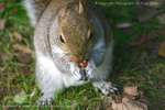 Hungry Squirrel