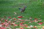 Jay Walking