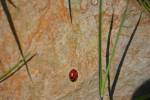 Lady Bug