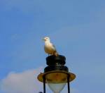 Lamp Gull