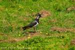 Lapwing