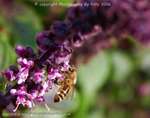 Lilac Bee