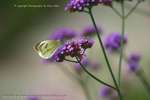 Lilac Wings