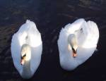 Loved Up Swans