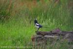 Magpie