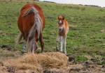 Mare and Foal