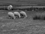 Merging Sheeps