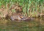 Muskrat Mating