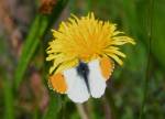 Orange Tip