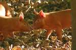 Piglet Kisses