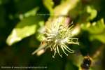 Pollen Flight