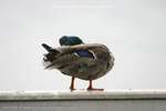 Posing Duck 1