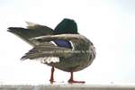 Posing Duck 8