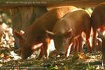 Pretty Piglets