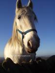 Pretty Blue Horsey