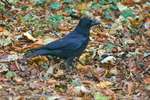 Rook Forage