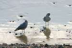 Seagull Quicksand