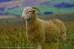 Sheep thirteen
