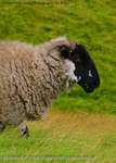 Sheep fifteen