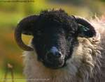 Sheep sixteen